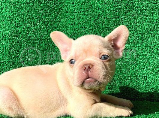 French Bulldog Li̇lac Tan Plati̇nyum  Di̇şi̇ Ve Erkek Yavrular görsel