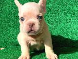 French Bulldog Li̇lac Tan Plati̇nyum  Di̇şi̇ Ve Erkek Yavrular