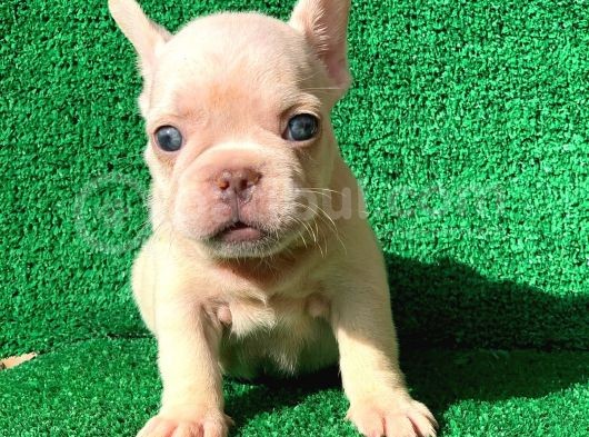 French Bulldog Li̇lac Tan Plati̇nyum  Di̇şi̇ Ve Erkek Yavrular görsel