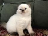 Aşı Uygulamaları Yapılı Irkının En Iyi Ornekleri