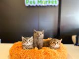 british shorthair yavrular