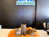 British Shorthair Yavrular