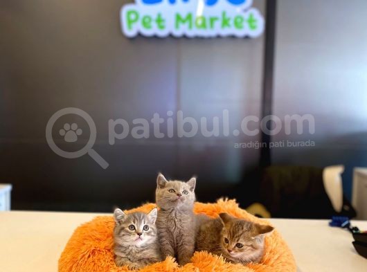 British Shorthair Yavrular görsel