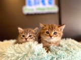 British Shorthair Yavrular