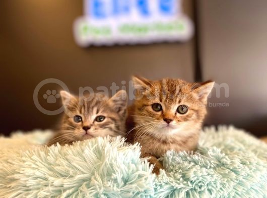 British Shorthair Yavrular görsel