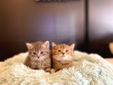 British Shorthair Yavrular