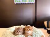 British Shorthair Yavrular