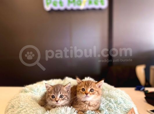 British Shorthair Yavrular görsel