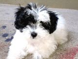 MALTİPOO BEBEKLERİMİZ