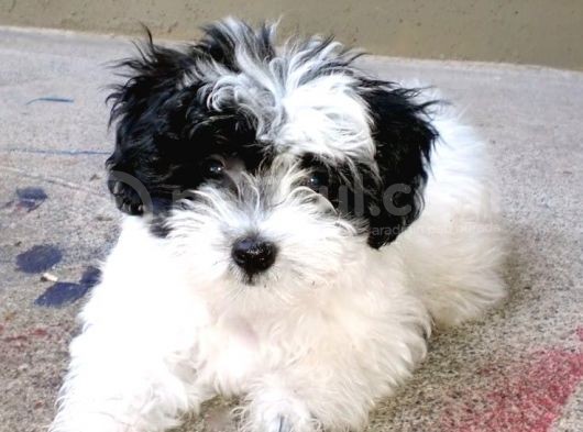 Malti̇poo Bebekleri̇mi̇z