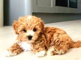 MALTİPO CİNSİ 