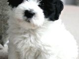 Malti̇poo Bebekleri̇mi̇z