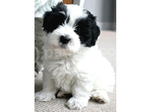 Malti̇poo Bebekleri̇mi̇z görsel
