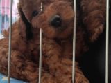A Scr Muhteşem Toy Poodle  Yavrularimiz
