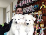Ayi̇ Yavrusu Samoyed A Kali̇te Irk