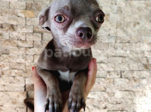Islak Burun Mi̇ni̇ Şivava Chihuahua görsel