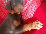 King Doberman Yavrularımız