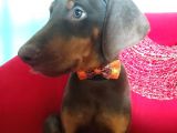 King Doberman yavrularımız