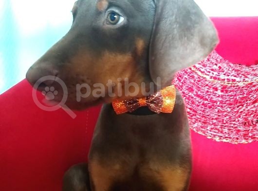 King Doberman Yavrularımız