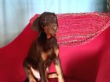King Doberman Yavrularımız