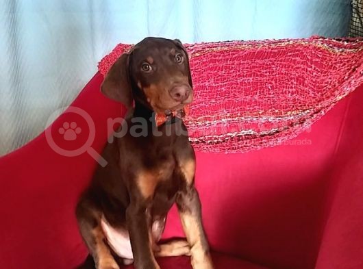 King Doberman Yavrularımız görsel