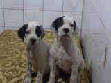 Pointer Av Köpeği Yavrular