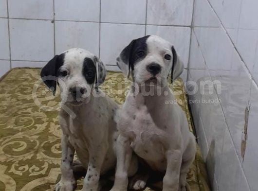 Pointer Av Köpeği Yavrular