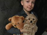 2 Kg Bal Morkie Yavrumuz