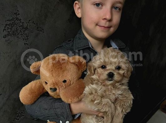 2 Kg Bal Morkie Yavrumuz görsel