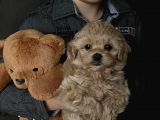 2 Kg Bal Morkie Yavrumuz