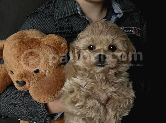 2 Kg Bal Morkie Yavrumuz görsel