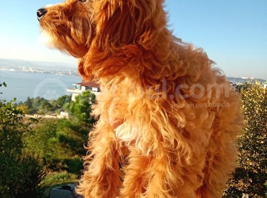 Şirin Cavipo Yavru görsel