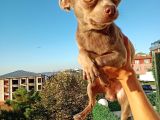 Islak Burun Mi̇ni̇ Şivava Chihuahua