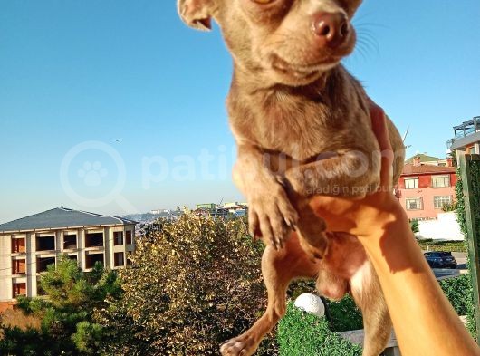 Islak Burun Mi̇ni̇ Şivava Chihuahua görsel