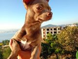 Islak Burun Mi̇ni̇ Şivava Chihuahua