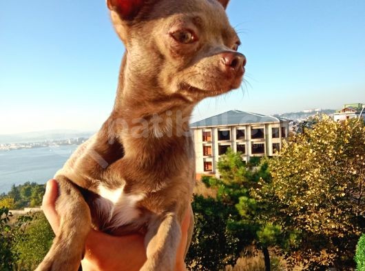 Islak Burun Mi̇ni̇ Şivava Chihuahua görsel