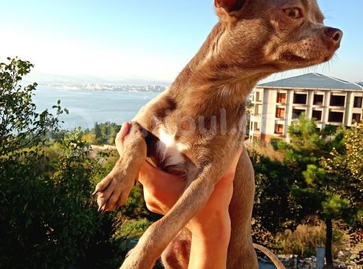 Islak Burun Mi̇ni̇ Şivava Chihuahua görsel