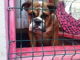 EĞİTİMLİ JUNİOR İNGİLİZ BULLDOG YAVRUMUZ