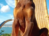 Kızıl Asil Doberman Yavru