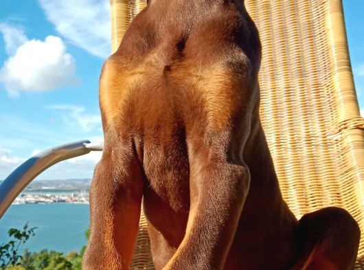 Kızıl Asil Doberman Yavru görsel