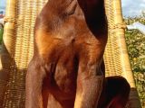 Kızıl Asil Doberman Yavru