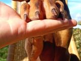 Kızıl Asil Doberman Yavru