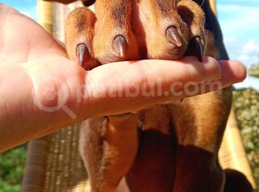 Kızıl Asil Doberman Yavru görsel