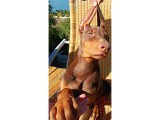 Kızıl Asil Doberman Yavru