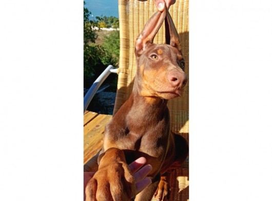 Kızıl Asil Doberman Yavru görsel