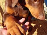 Kızıl Asil DOBERMAN YAVRU