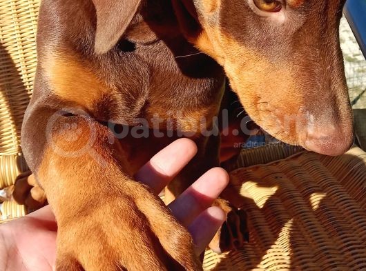 Kızıl Asil Doberman Yavru