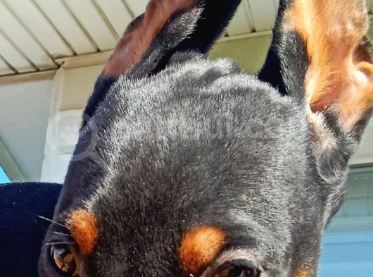 Siyah Asil Kışkırtıcı Doberman Yavru Bebek görsel