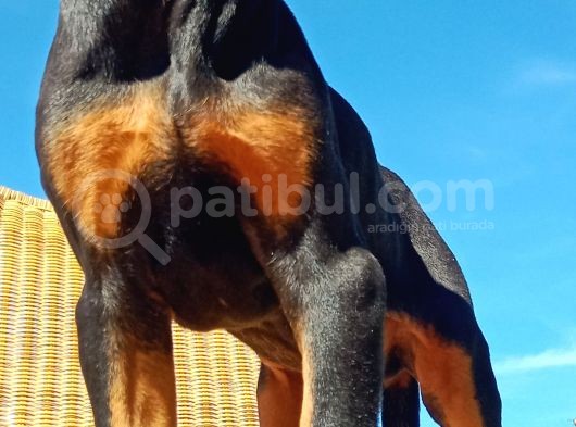 Siyah Asil Kışkırtıcı Doberman Yavru Bebek görsel