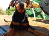 Siyah Asil Kışkırtıcı Doberman Yavru Bebek